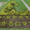 Campos de arroz 006